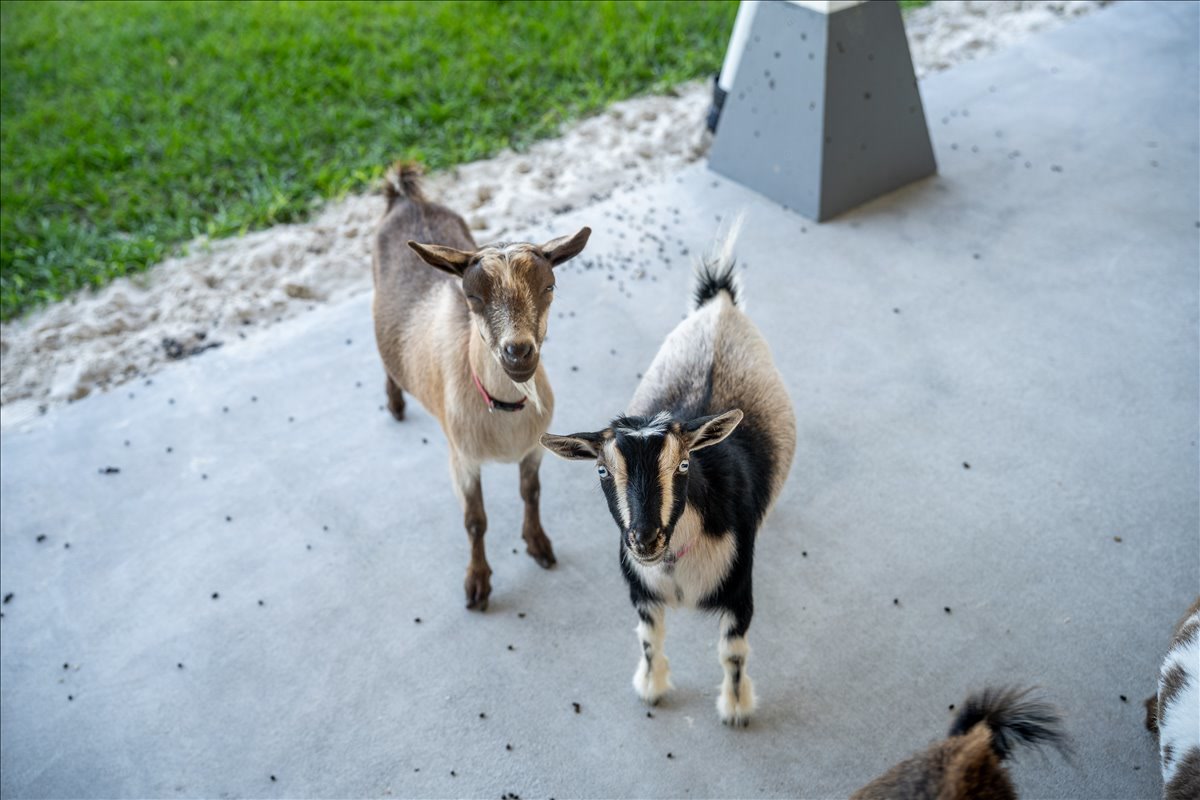 Two goats standing together beside the farm buildings